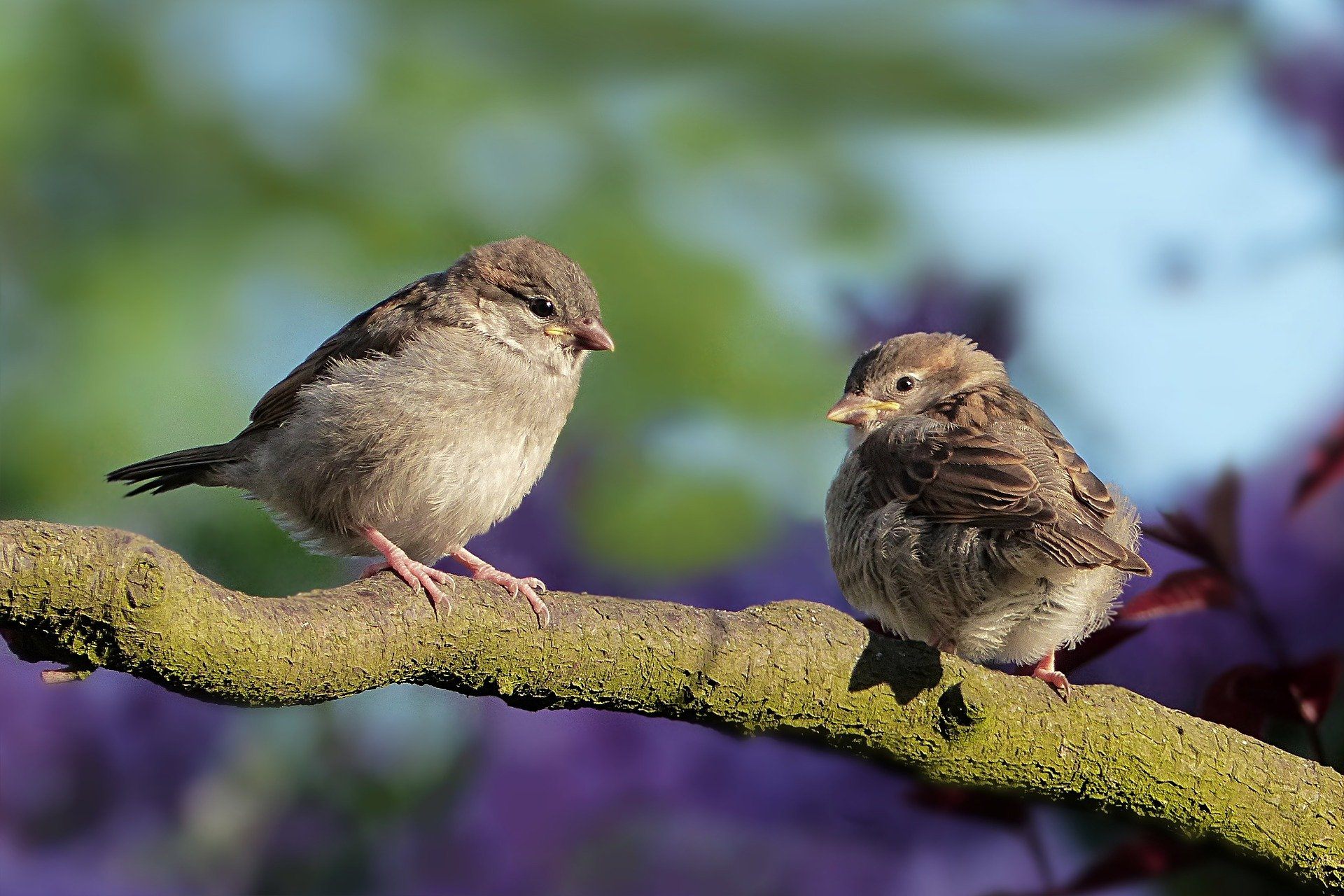 Sparrow Infestations Stevenage, Hertfordshire